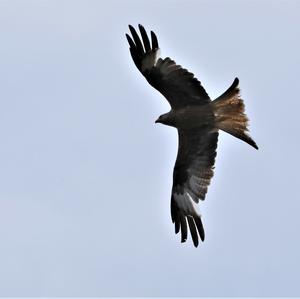 Red Kite