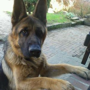 German Shepherd