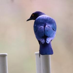 Hildebrandt's Starling