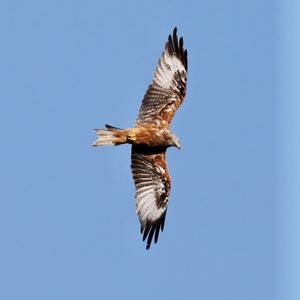 Red Kite