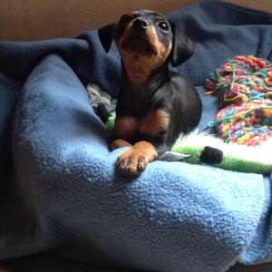 Miniature Pinscher