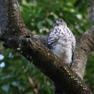 Crested Goshawk