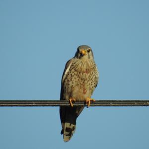 Common Kestrel