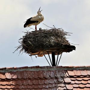 White Stork