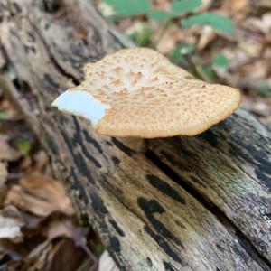 Tuberous Polypore