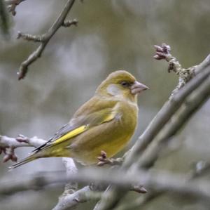 European Greenfinch