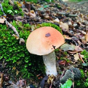 Orange Birch Bolete