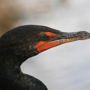 Double-crested Cormorant