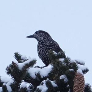 Spotted Nutcracker