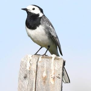 White Wagtail