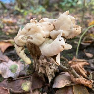 Fluted White Helvella