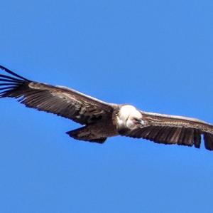 Griffon Vulture