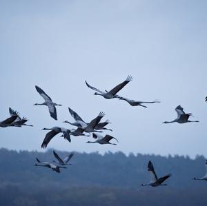 Common Crane