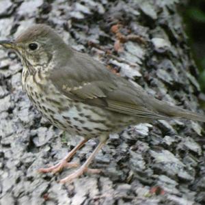 Song Thrush