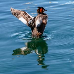 Great Crested Grebe