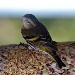 Eurasian Siskin