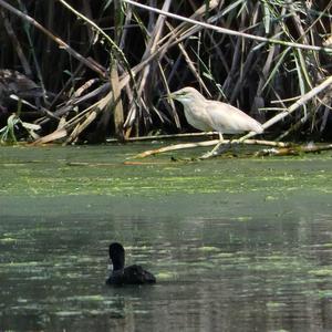 Squacco Heron