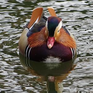 Mandarin Duck