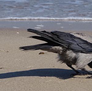 Hooded Crow