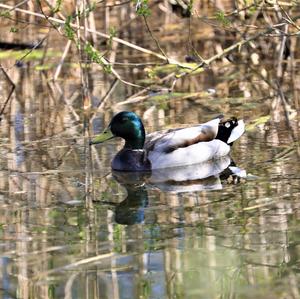 Mallard