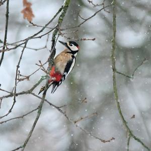 Great Spotted Woodpecker