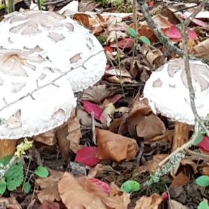 Shaggy Parasol