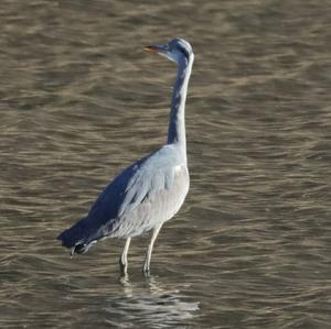 Grey Heron