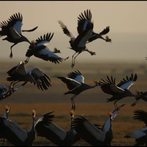 Grey Crowned-crane