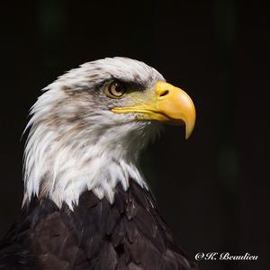 Weißkopfseeadler