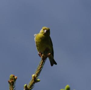 European Greenfinch