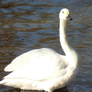 Whooper Swan