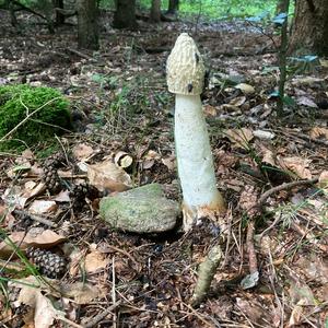 Stinkhorn, Common