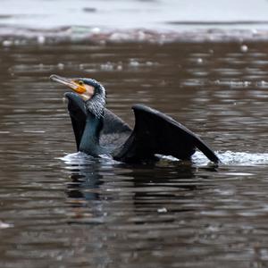 Great Cormorant