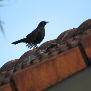 Eurasian Blackbird