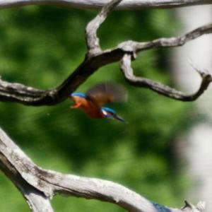 Common Kingfisher