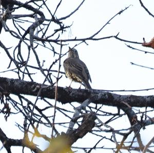 Mistle Thrush