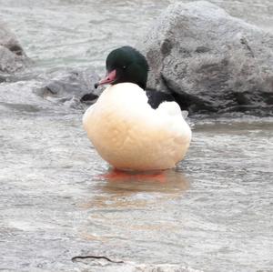 Common Merganser