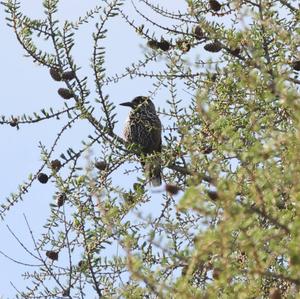 Spotted Nutcracker