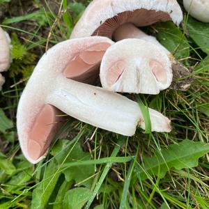 Meadow Agaric