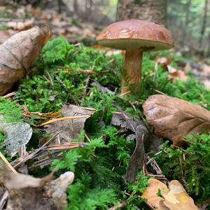 Bay Bolete