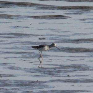 Common Greenshank