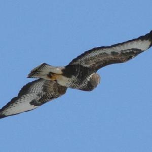 Common Buzzard