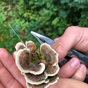 Turkey-tail