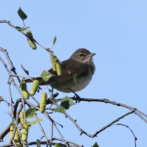 Garden Warbler