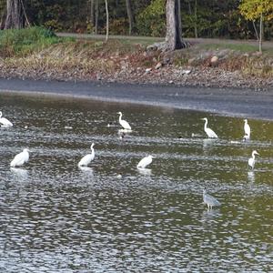 Great Egret