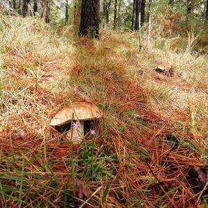 King Bolete