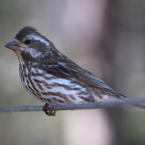 Purple Finch