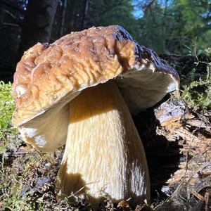 King Bolete