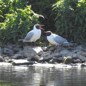 Black-headed Gull