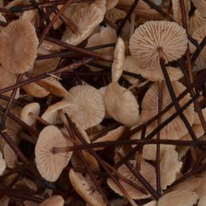 Garlic Marasmius